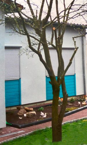 Upcycling Möbelsäule - Der alte Zwetschgenbaum als er noch im Garten stand